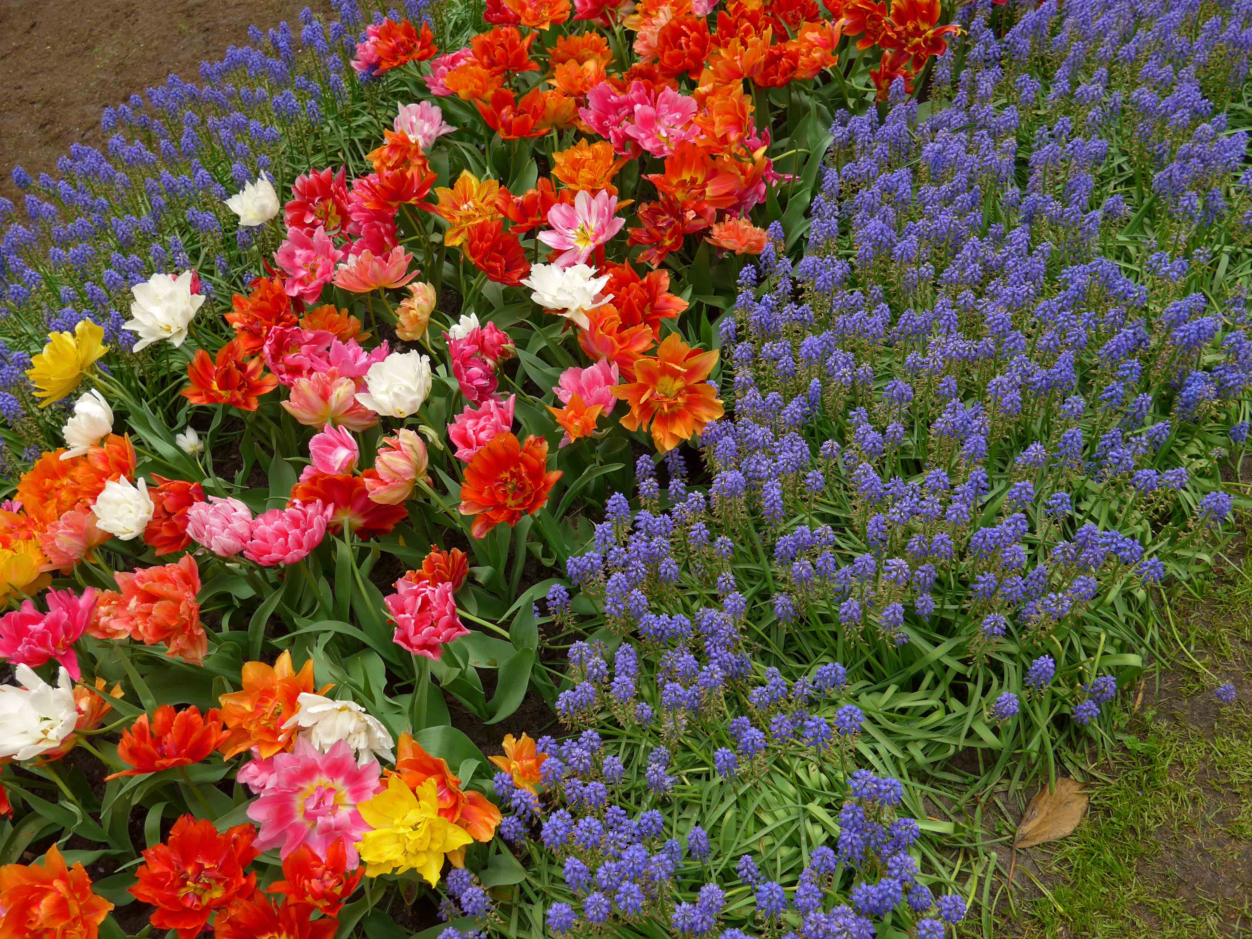 Keukenhof blomsterpark mai 2014